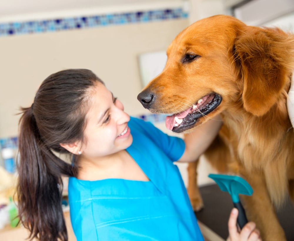 Cute dog at the vet being checked out