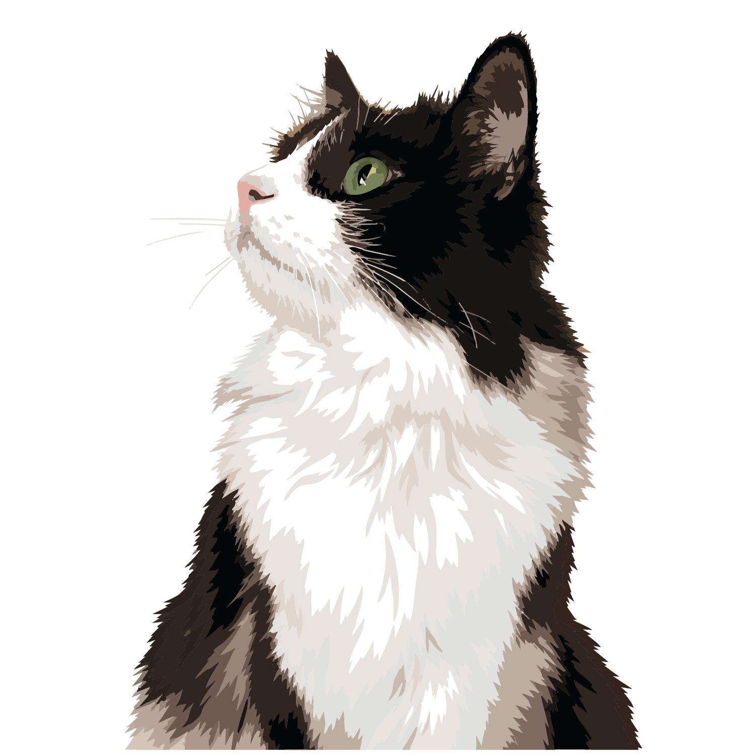 Cat 1