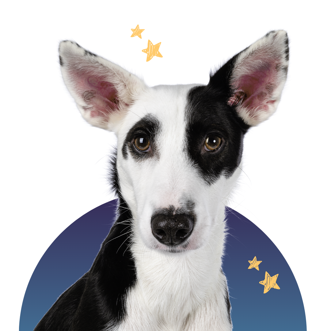 Dog Image