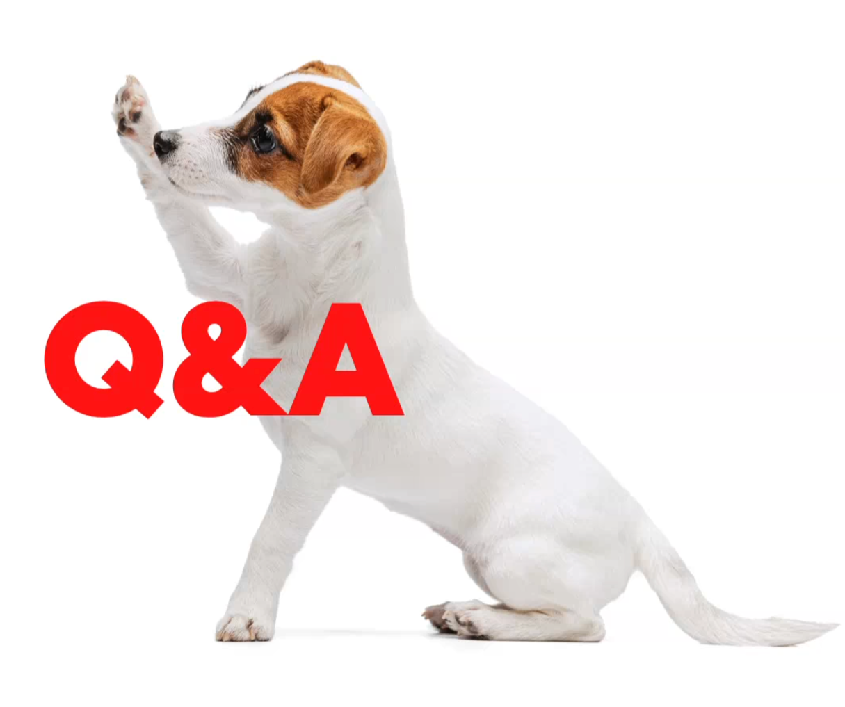Q&A Dog