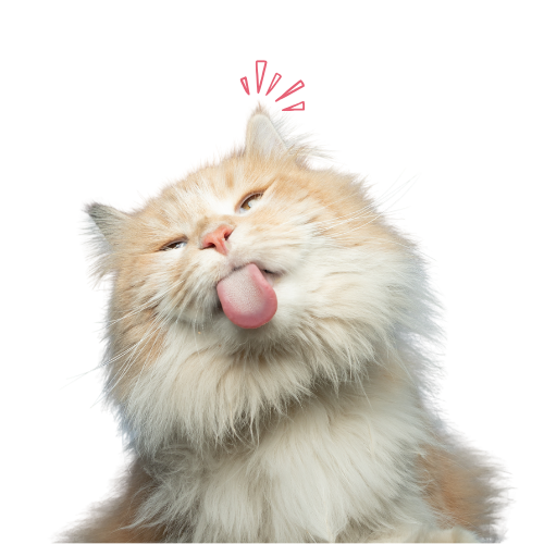 Cat Licking