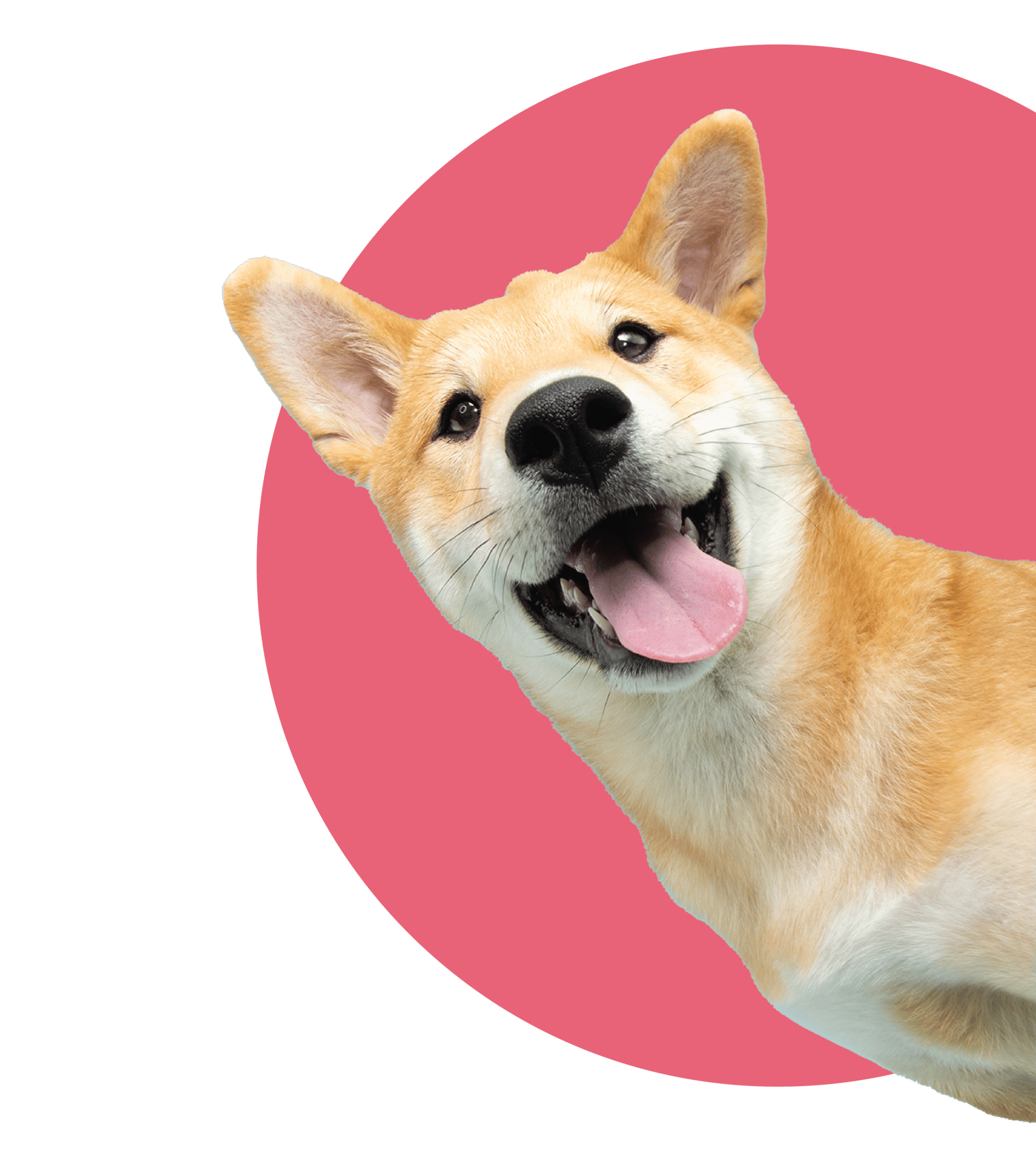 Dog Pink Circle