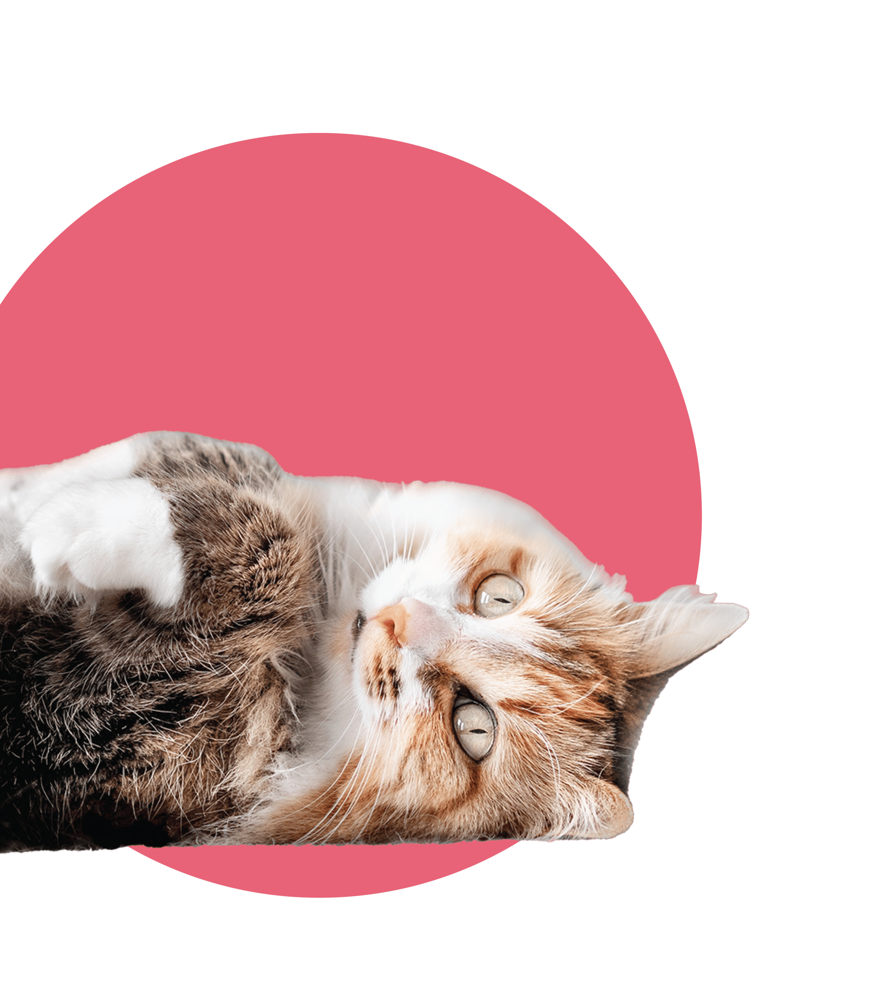 Cat Pink Circle
