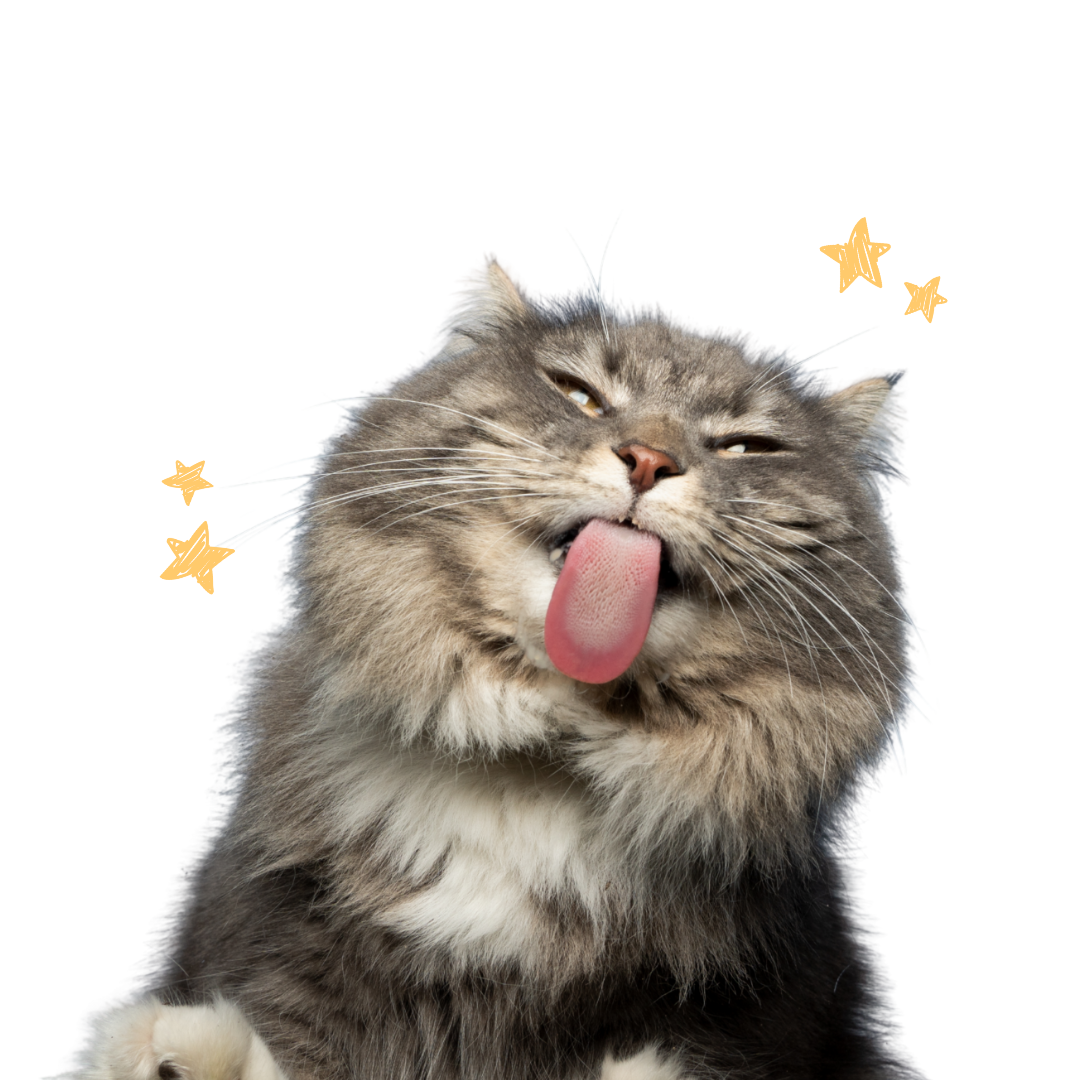 Cat Image
