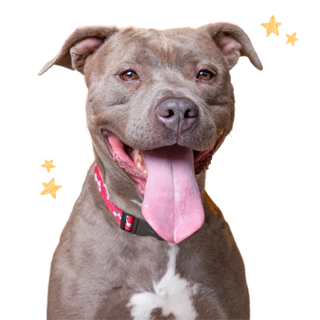 Dog Image